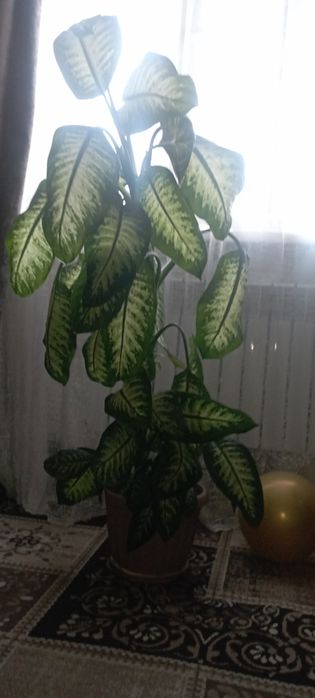 Продаю диффенбахию