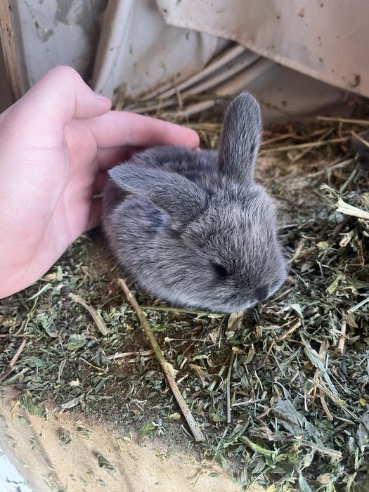 Disponibili Iepurași Holland Lop ( berbec pitic)