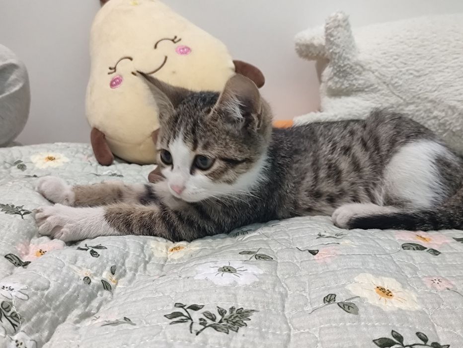 Котёнок в добрые руки