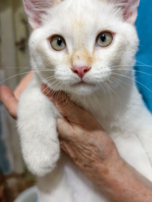 Котики ищут любящий дом