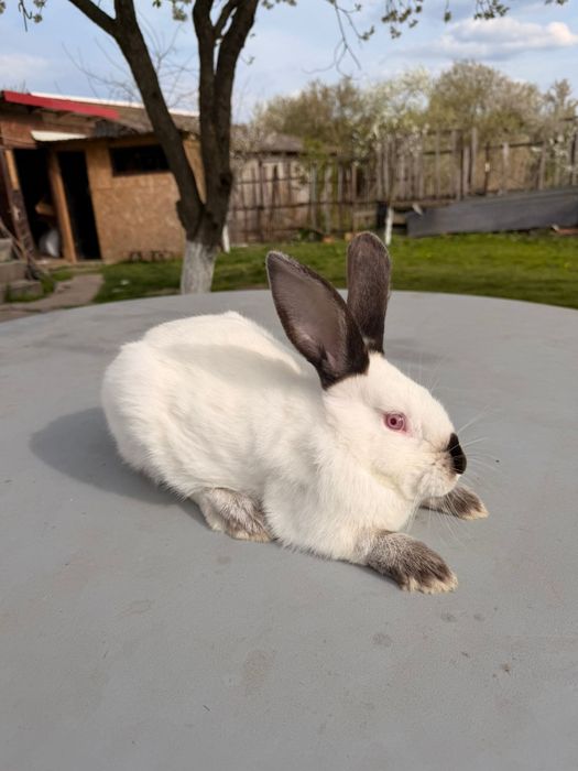 Vând iepuri  de rasa