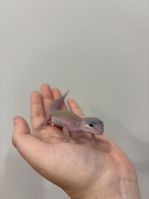 эублефары разных морф