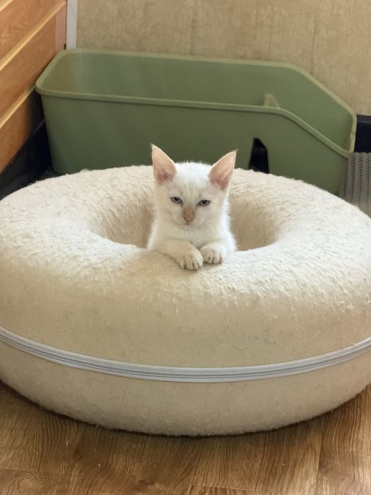 Кошечка 3 месяца