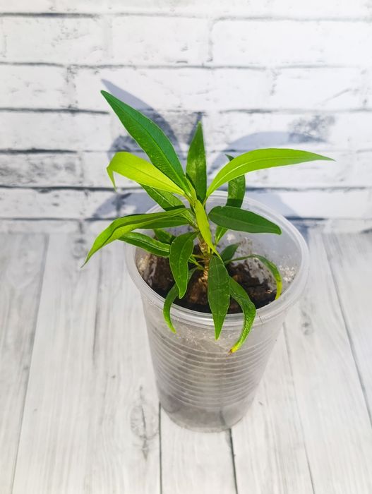 Продам цветы сортовые