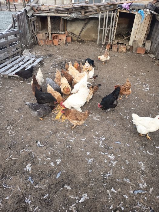 De vânzare găini de casa