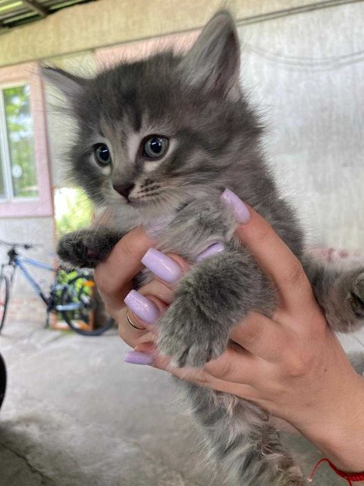 Отдам самых красивых котят!!!