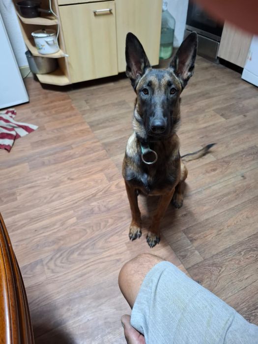 Пропала собака.Бельгийская овчарка.