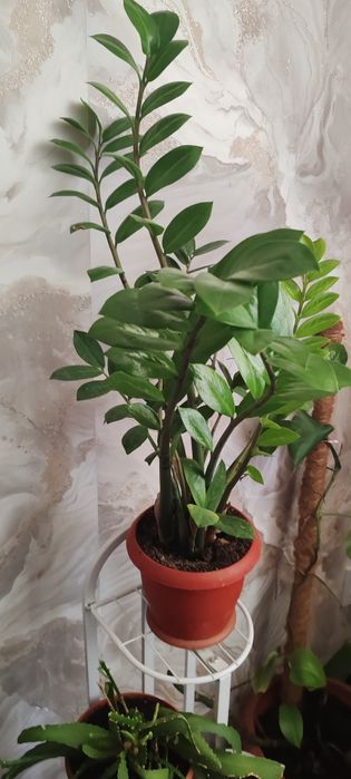 Продам недорого.