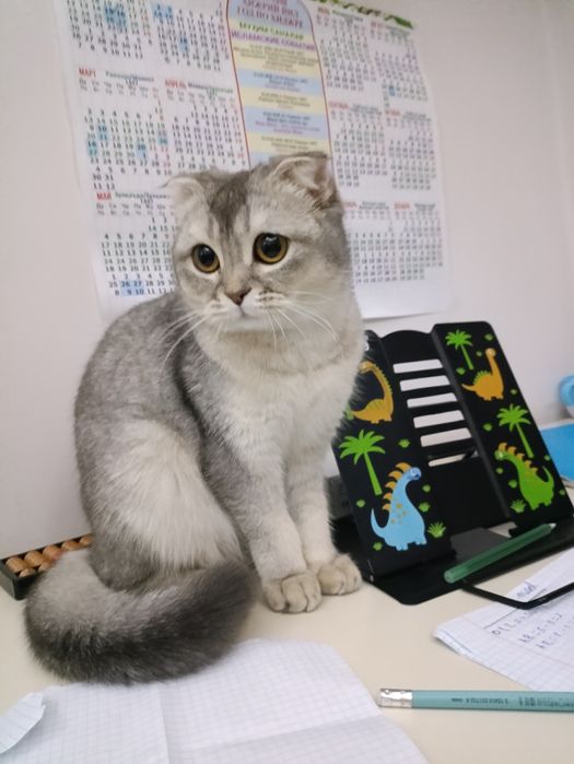 Кошка девочка вязка.