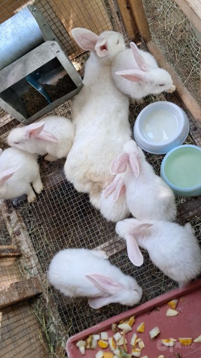 Quyonlar: zoti Hikol, 4,5 oylik va 45 kunliklari bor
