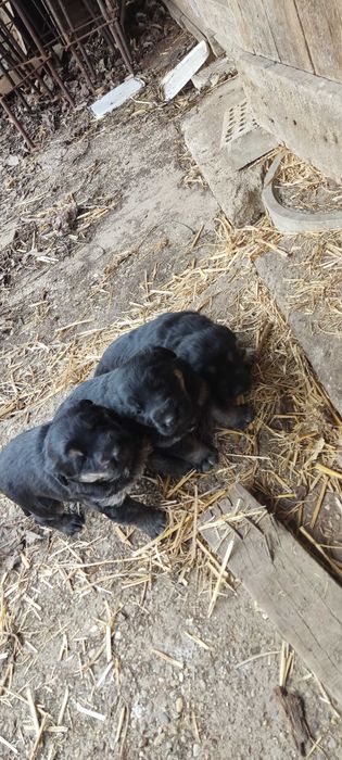 Подарявам кученца