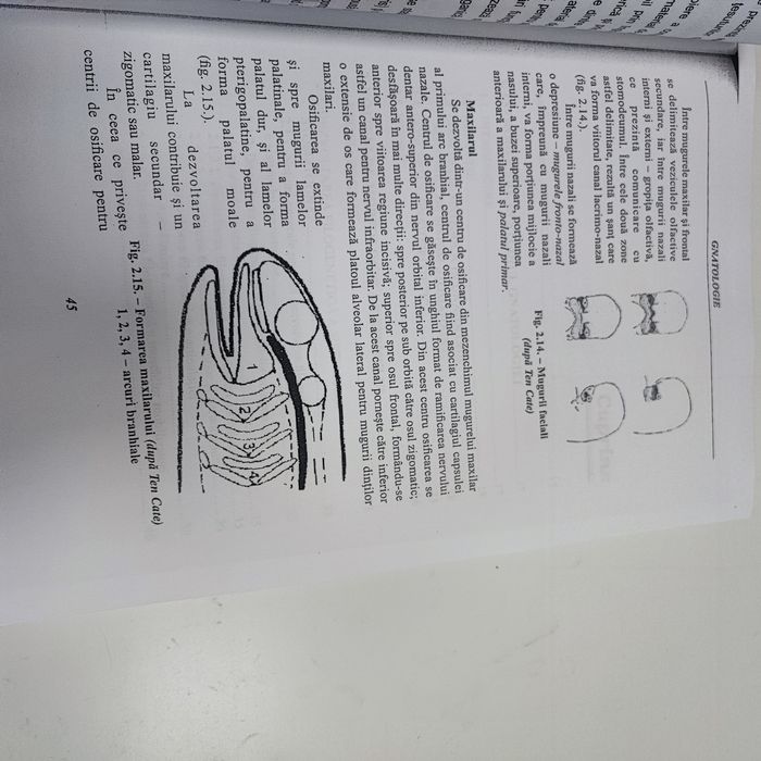 Gnatologie vasile burlui