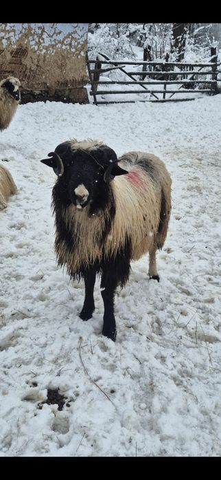 Noatini de vânzare din părinți buni