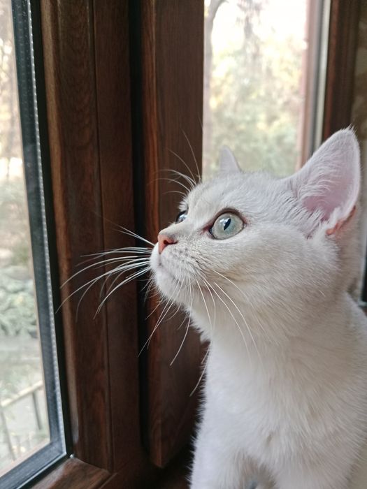 шиншилла серебристая