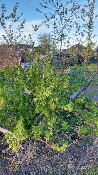 Продам дачу сад Здоровье