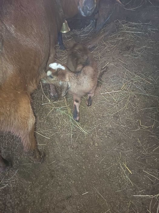 Capra fătată recent