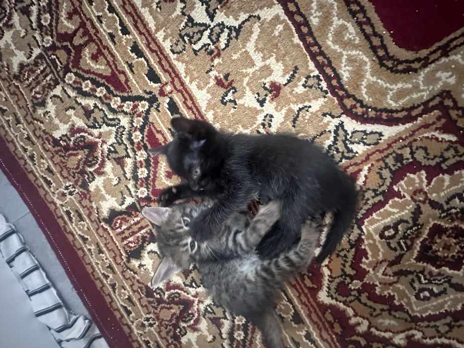 Кошки отдам в хорошие руки