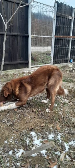 Donez câine in Târgu Jiu