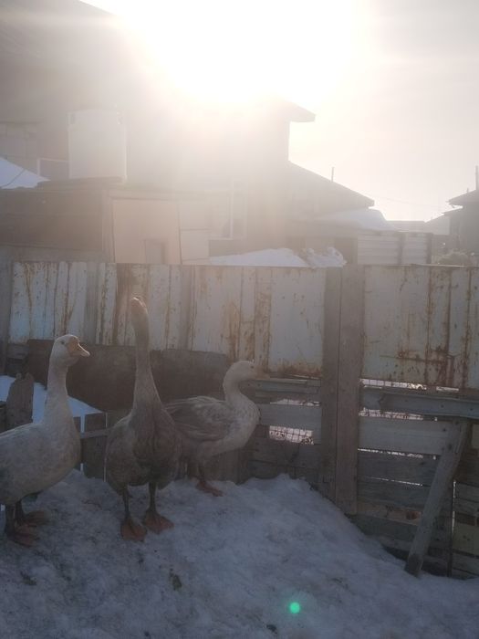 Продам гусеи порода линда