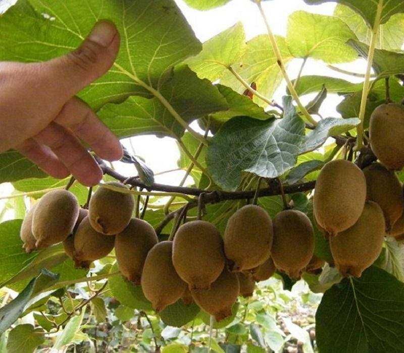 Киви – Разсад (Студоустойчиви сортове) - Налични 10 вида