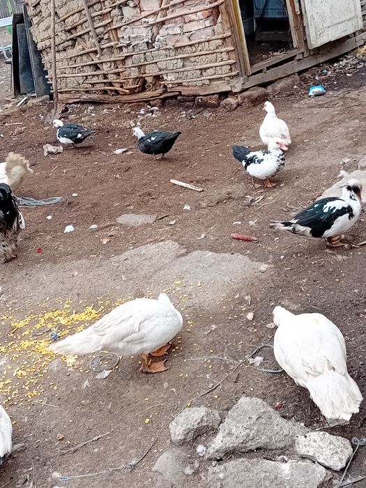 Rațe  si rățoi de vânzare