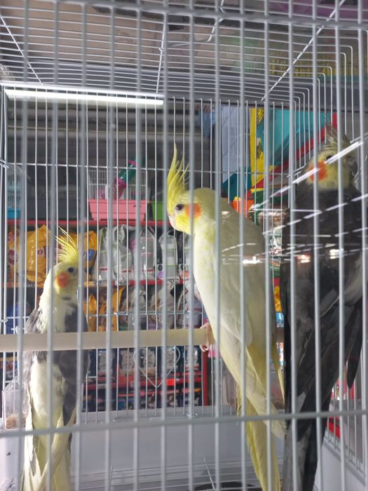 Продаются кореллы нимфы