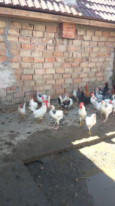Sussex,Legorn si de casa cocosi