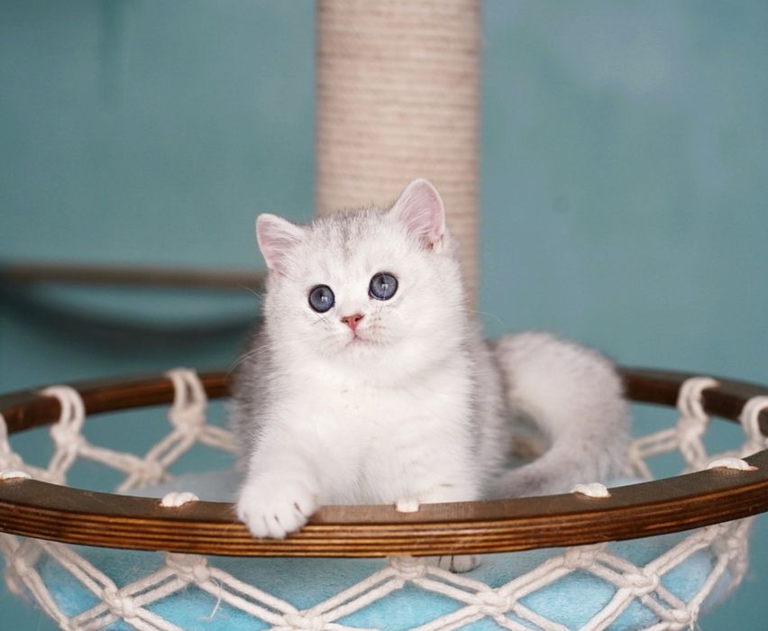 Британский мальчик шиншилла