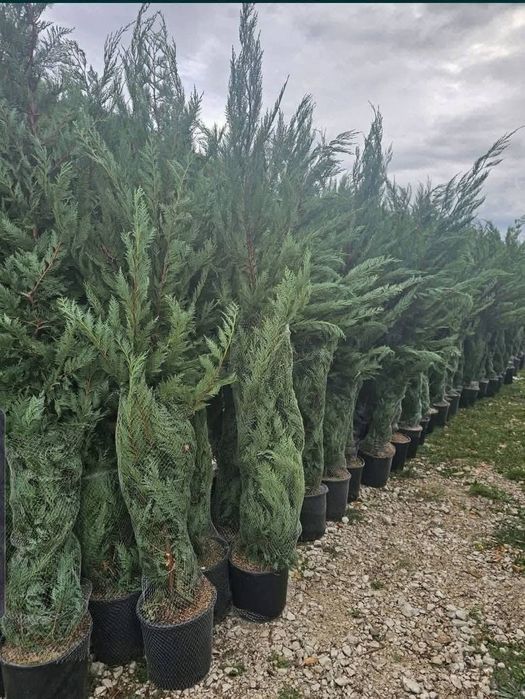 vînd plante ornamentale