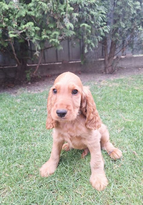 Cocker Spaniel caini