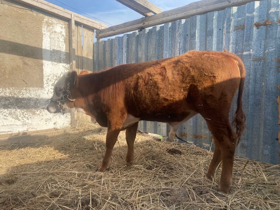 Акбас буқа сатылады