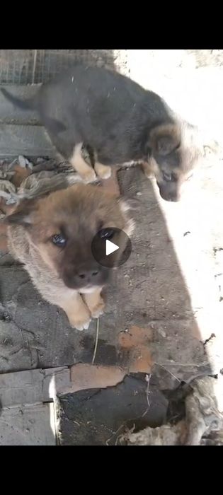 Отдам щенков бесплатно