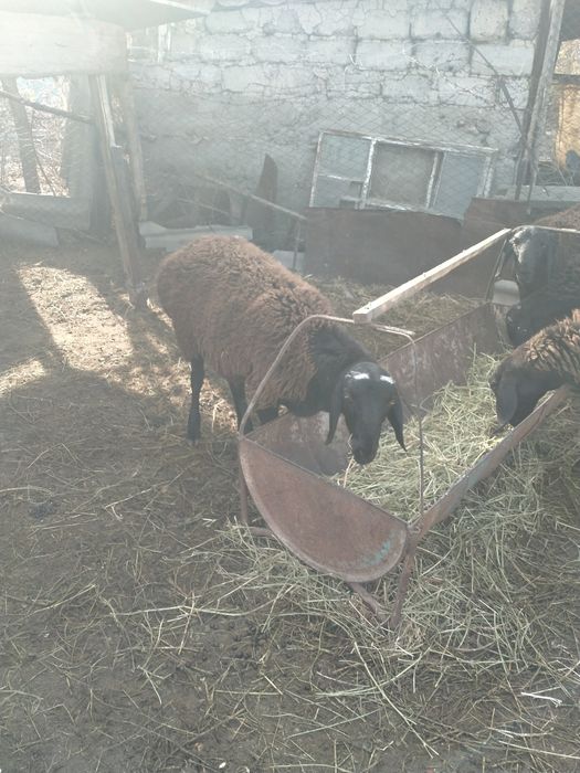 Кошкарики на племя