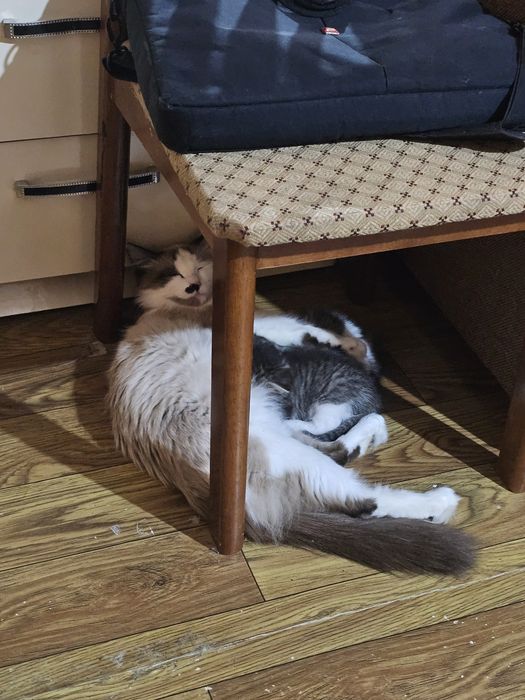 Отдам котят, возраст 6 недель