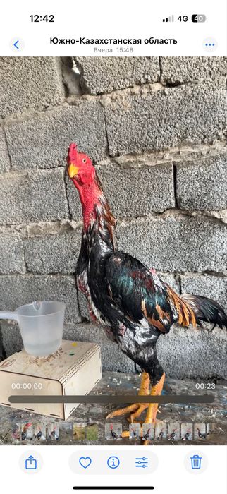 Майски шамо микс