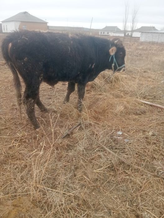 Бақалар сатылады өгіз