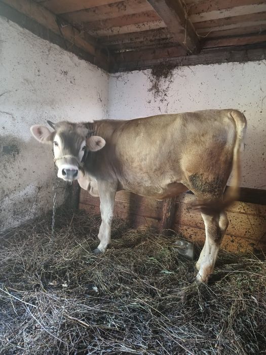 Vand vitica de 11 luni bine dezvoltată