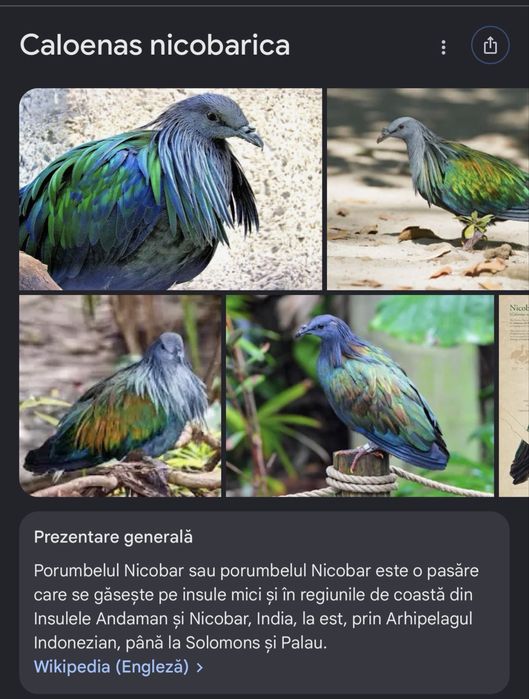 Porumbei/turturele exotice
