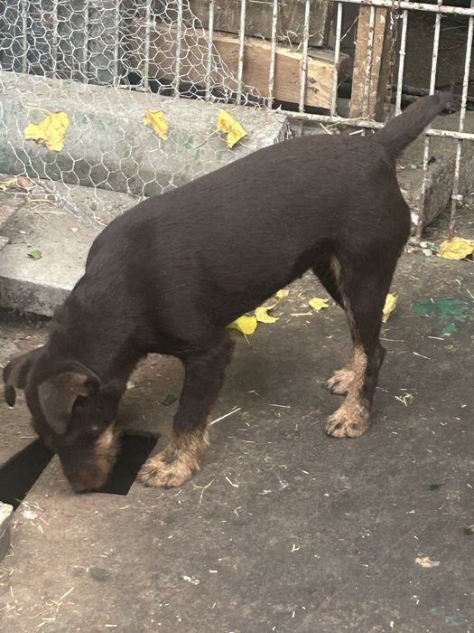 Vând jagdterrier femellă 2 ani