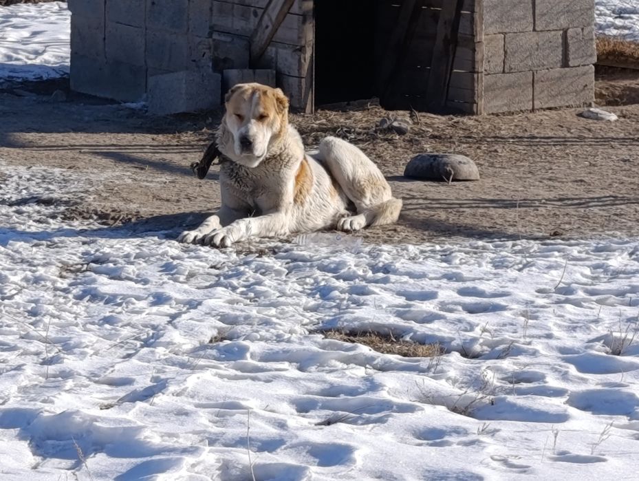 Төбет ит сатылады