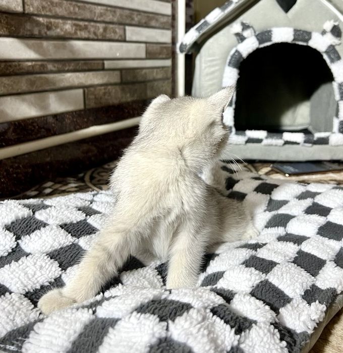 Scottish Fold va Scottish Straight
