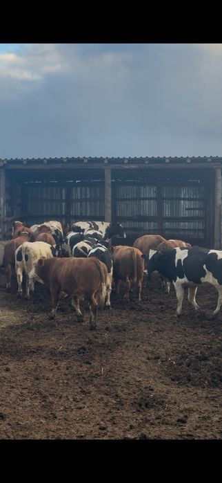 Продам 24 бычков с откорма