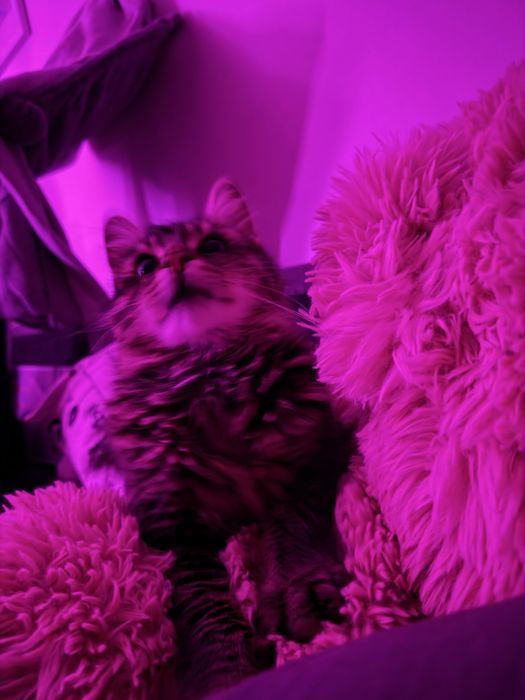 Рошаво момче търси своите Осиновители