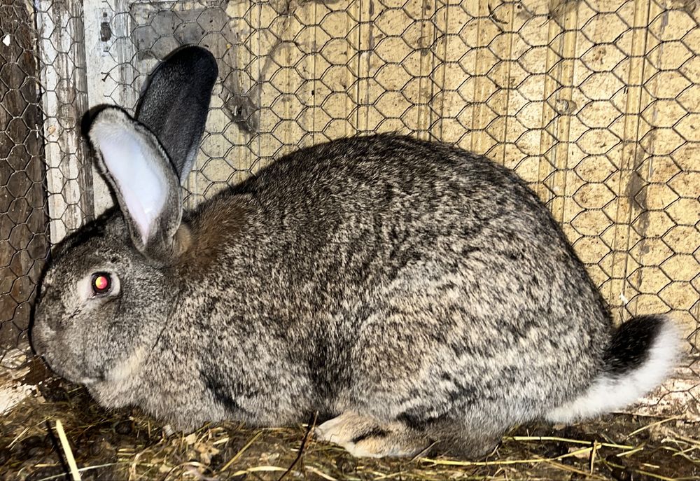 Iepuri Berbec German si Urias german