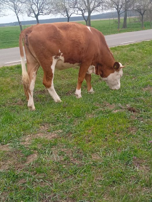 Vand juninca gestanta cu taur aubrac, vârstă doi ani