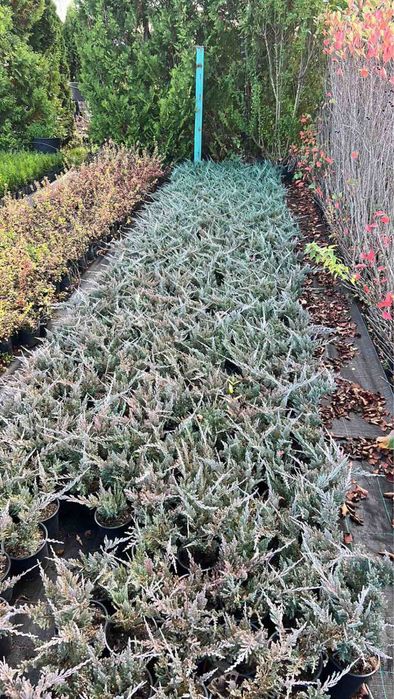 Лигуструм и сабини!