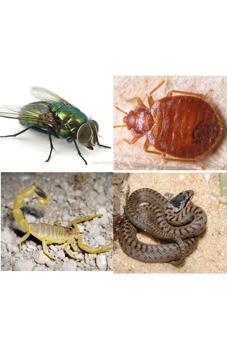 Дезинфексия дезинфции Dezinfeksiya xizmati dezinfeksiya dizinfeksiya