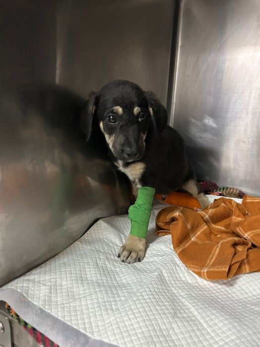 Adopție cățel 3 luni, recent operat
