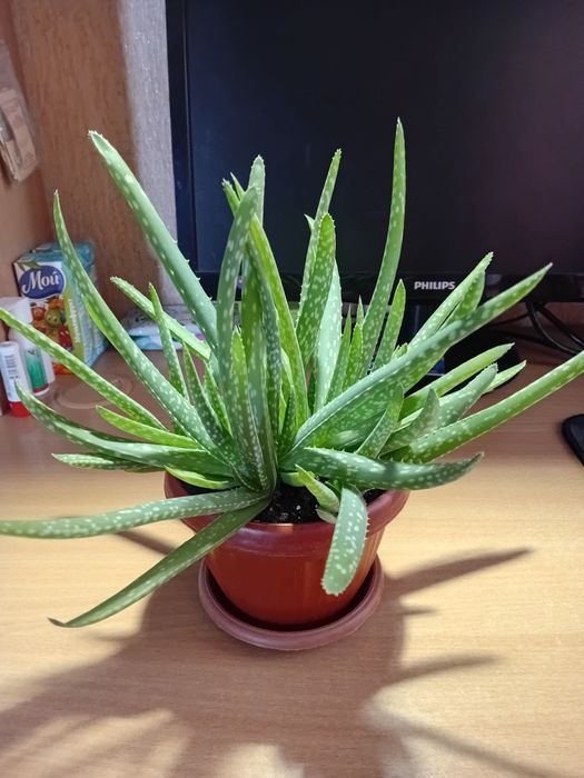 Алоэ вера молодые растения