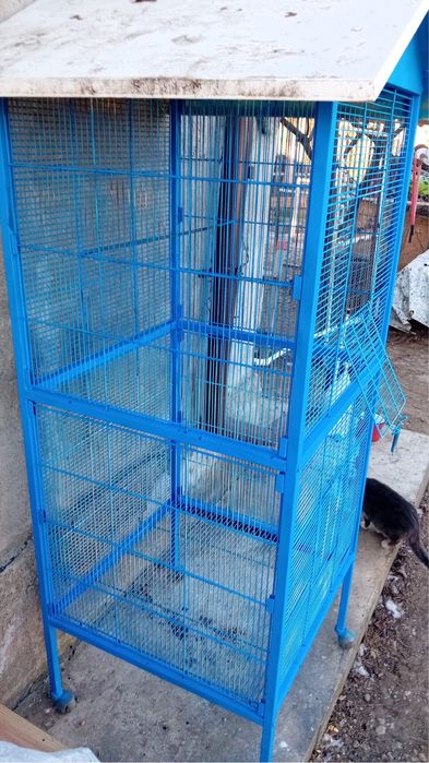 Colivie mare papagali